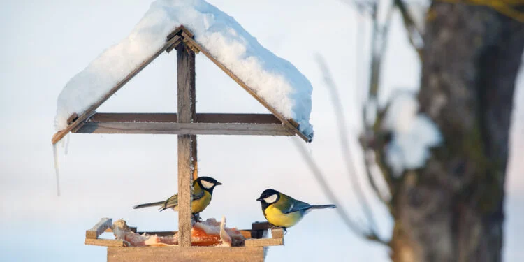 Feed garden birds in winter 1 birds