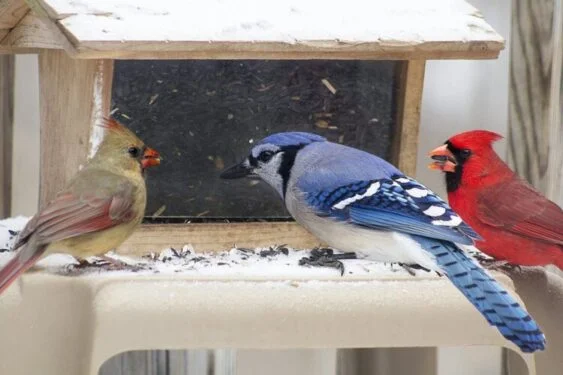 Feed garden birds in winter 2 birds