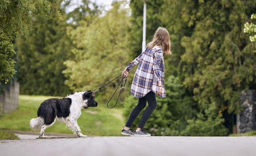 Dog Body Language: Guidance From The Dog Behavior Therapist 3 Dog Behavior Therapist