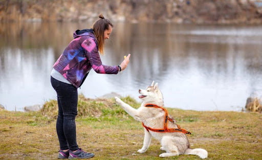 Dog Body Language: Guidance From The Dog Behavior Therapist 2 Dog Behavior Therapist