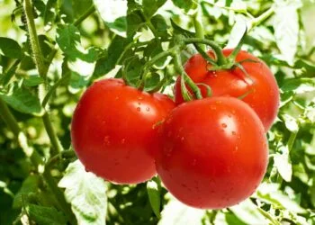 Tomatoes: health benefits and nutritional value tomato 1 tomatoes