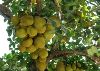 Jackfruit, Healthy And Versatile In The Kitchen 3 jackfruit