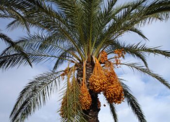 The Dates: health benefits and nutritional value of the dates 10 the dates