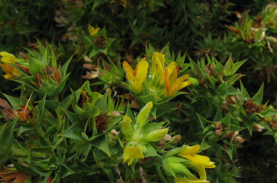 Rooibos Rooibos Tea Health Benefits And Nutritional