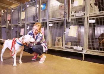 Find The Right Dog Or Cat For Adoption
