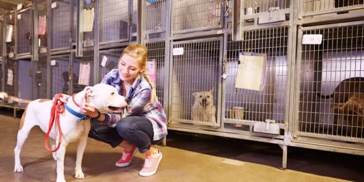 Find The Right Dog Or Cat For Adoption