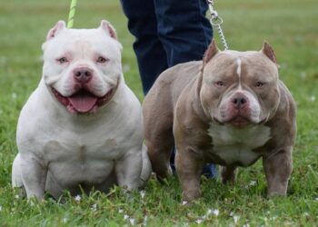 Micro Bully: Everything You Need to Know About 8 Micro Bully