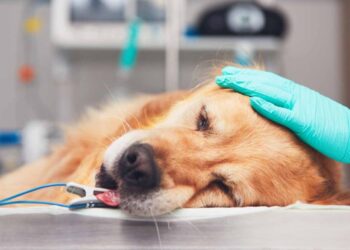 The Importance of Compassionate Care During Pet Euthanasia 10 Pet Euthanasia