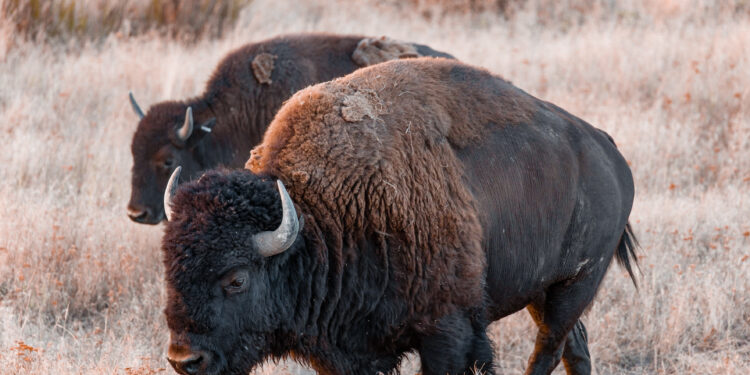 Brown bison on brown grass field