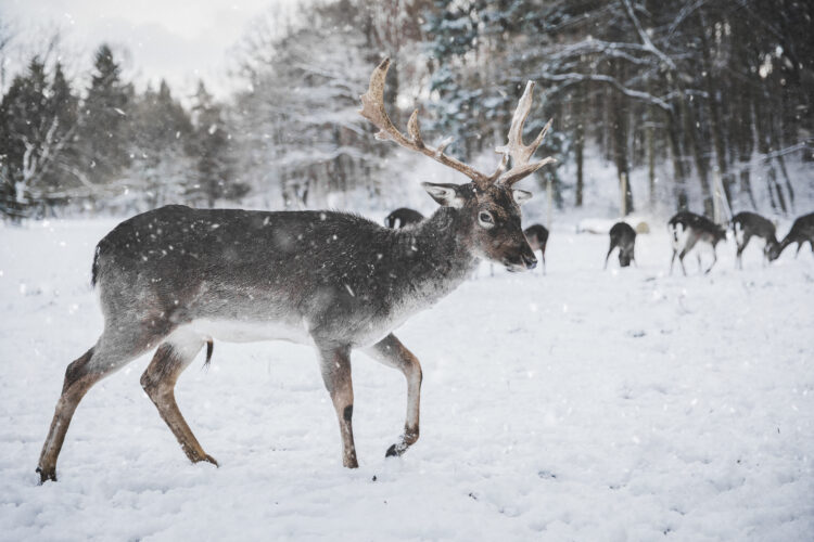 6 Delicious Wild Game Meat to Try Around The World 2 Reindeer Meat