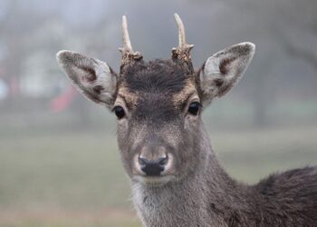 6 Delicious Wild Game Meat to Try Around The World 1 Wild Game Meat