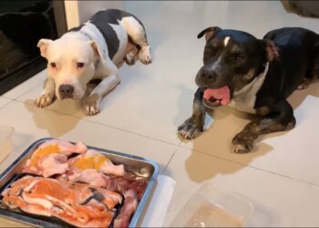 Ingredients To Watch Out When Buying Packaged Raw Food For Your Pet 7 packages Raw Food doe dog