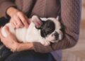 Adopt a Puppy