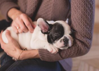 8 Things You Should Know Before You Adopt a Puppy 4 Adopt a Puppy