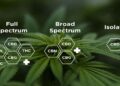 How To Know If Your Full-Spectrum CBD Products Are Still Potent? 18 Full-Spectrum CBD Products