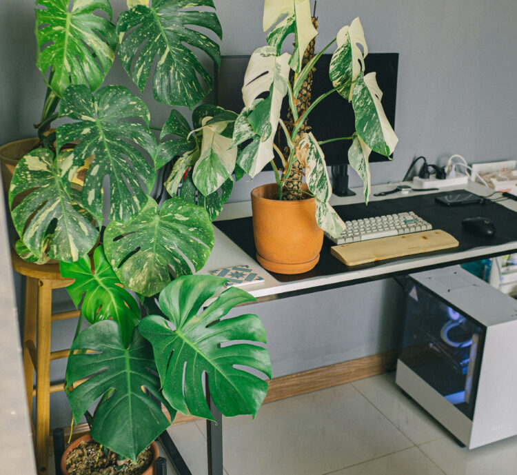 What Are The Most Popular Home Office Plants? 7 Potted plants beside a desktop computer