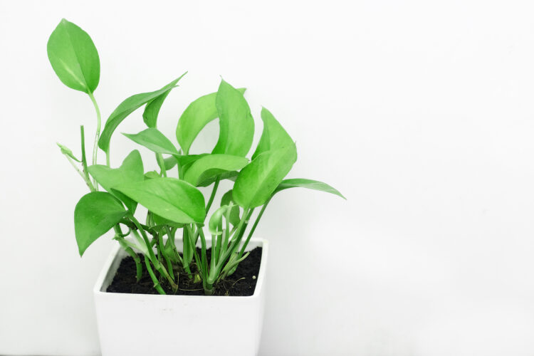 What Are The Most Popular Home Office Plants? 5 Pothos
