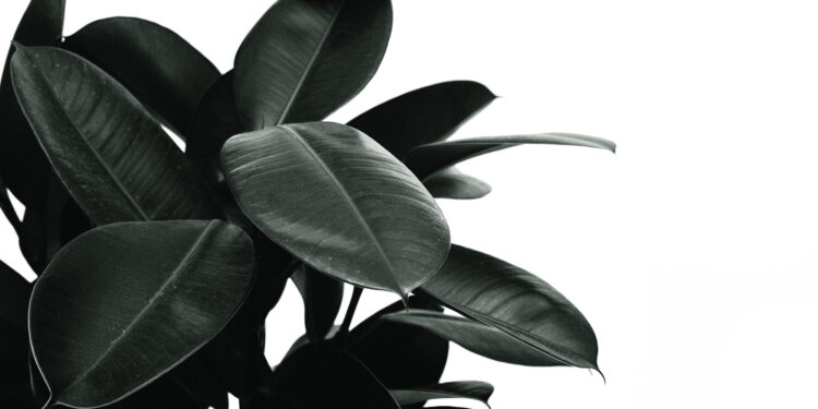 Monochrome photo of rubber plant