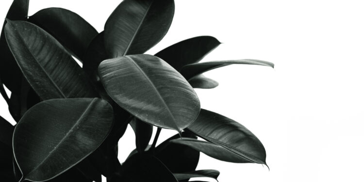 What Are The Most Popular Home Office Plants? 6 Monochrome photo of rubber plant
