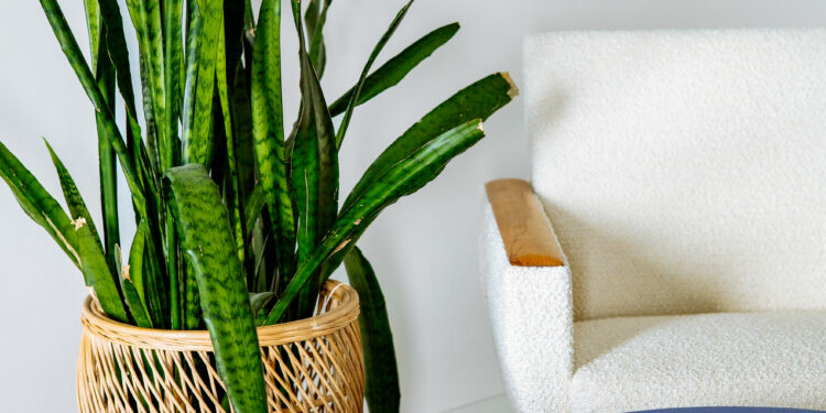 What Are The Most Popular Home Office Plants? 2 A snake plant in a living area
