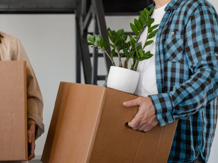 What Are The Most Popular Home Office Plants? 3 A person carrying brown cardboard box with zz plant on top