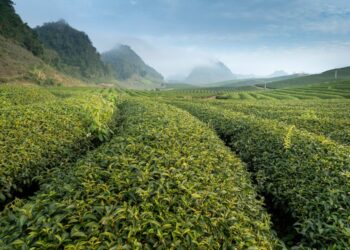 5 Points To Consider Before Buying Strongest Kratom Concentrate In Zimbabwe 9 Buying Strongest Kratom Concentrate 2