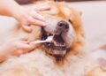 Common Complications Associated with Dog Dental Cleanings 3 Dog Dental Cleanings