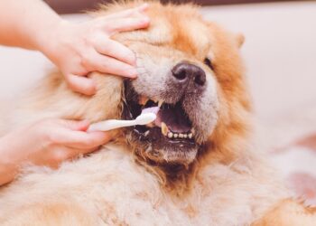Common Complications Associated with Dog Dental Cleanings 1 Dog Dental Cleanings