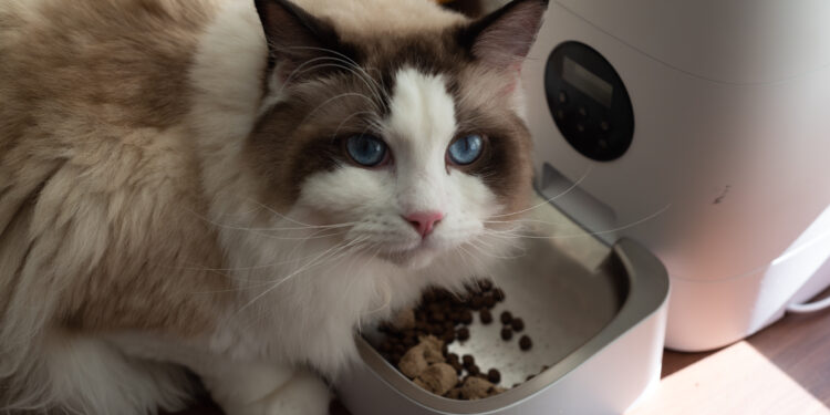Natural Kitten Dry Food