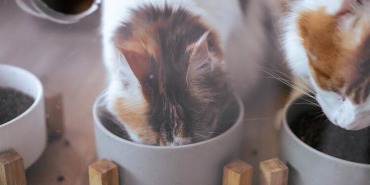 What Should Cats Eat? 2 What Should Cats Eat?