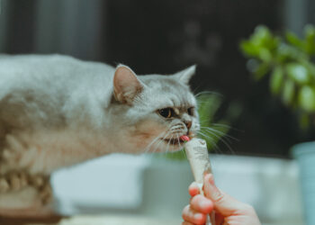 What Should Cats Eat? 2 What Should Cats Eat