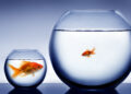 4 Low-Maintenance Fish for a Small Tank 3 Fish for a Small Tank