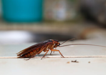 Cockroach Catastrophe