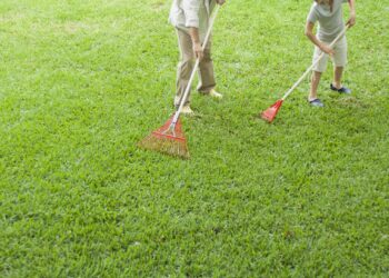 Healthy and Weed-Free Lawn